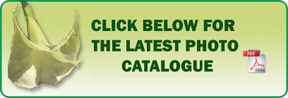CLICK BELOW TO VIEW OUR PHOTO CATALOGUES